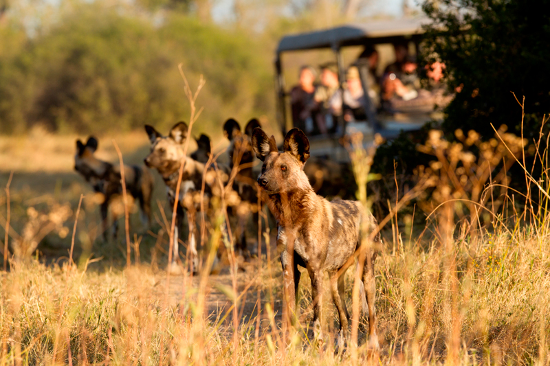 2 Letaka game drive wild dogs C LS -