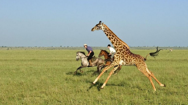 Giraffe Riding Ol Donyo Great Plains Kenya 750x420 1 -