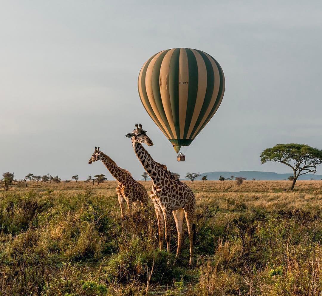 Serengeti park tanzania -