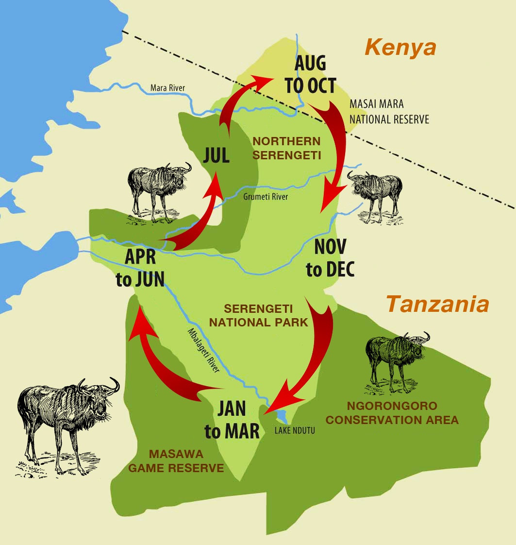 Wildebeest Migration Cycle -