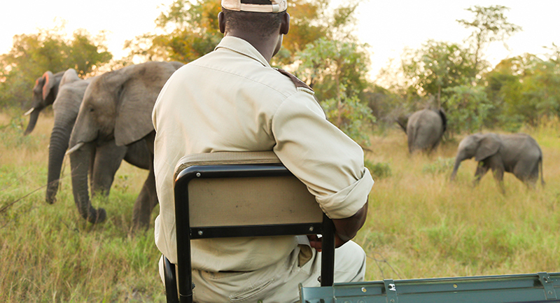 safari guides -