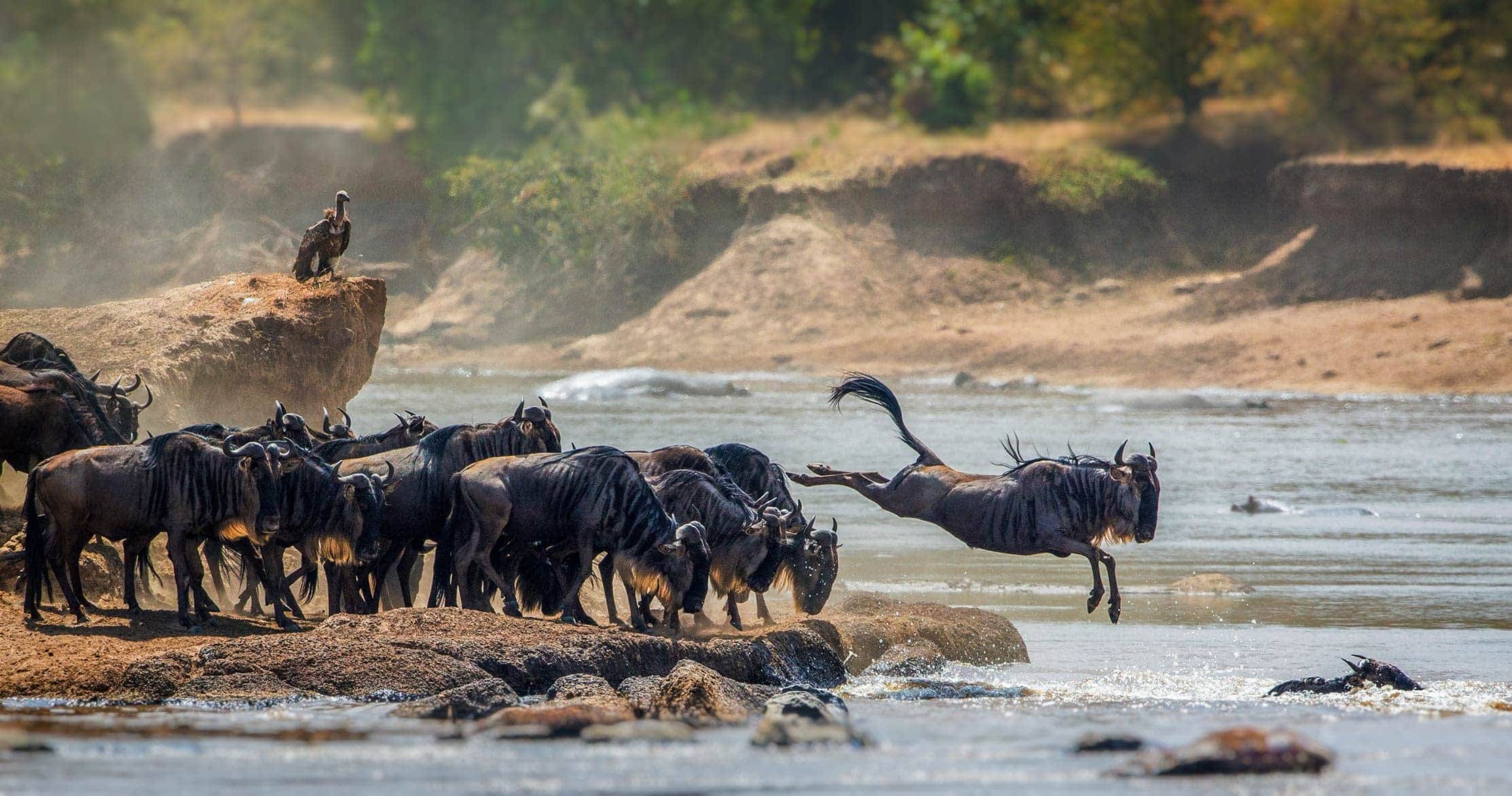 safari serengeti national park -