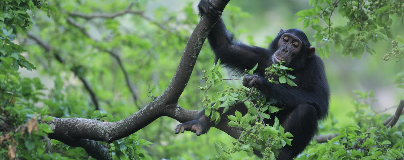 Gombe national park