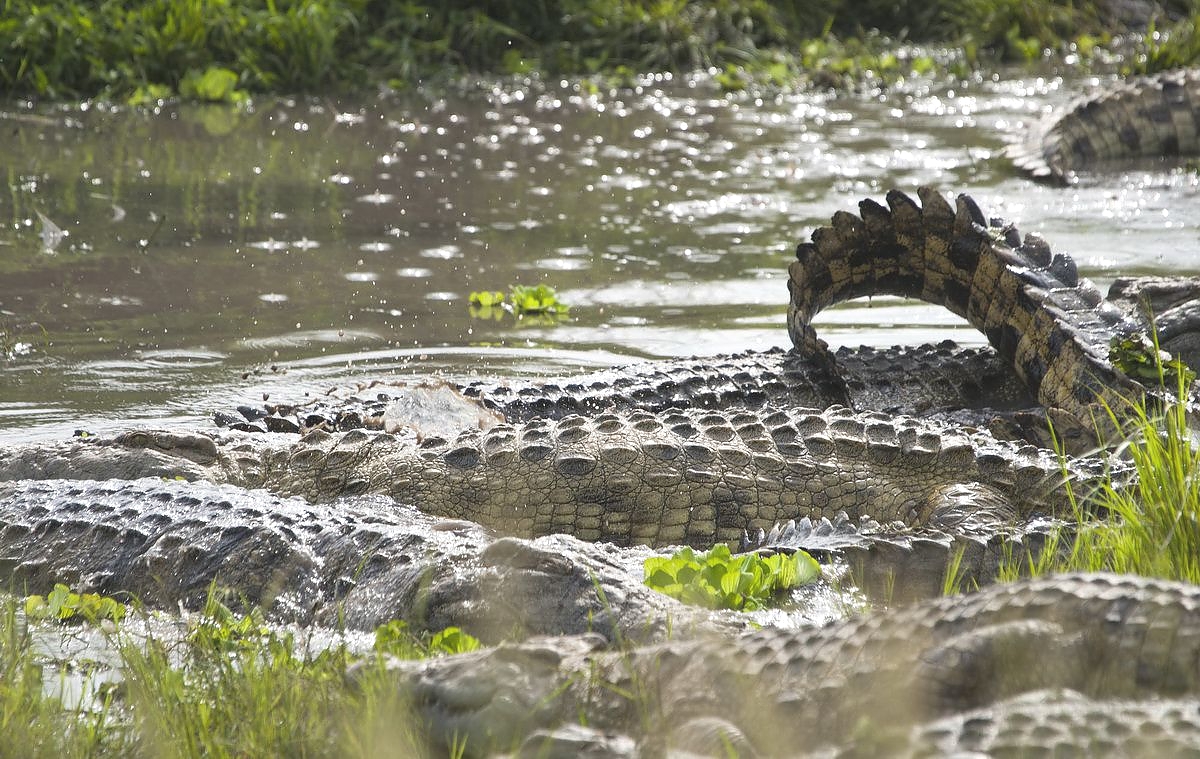 Crocodiles in Katavi National Park 1200 759shar 50brig 20 -