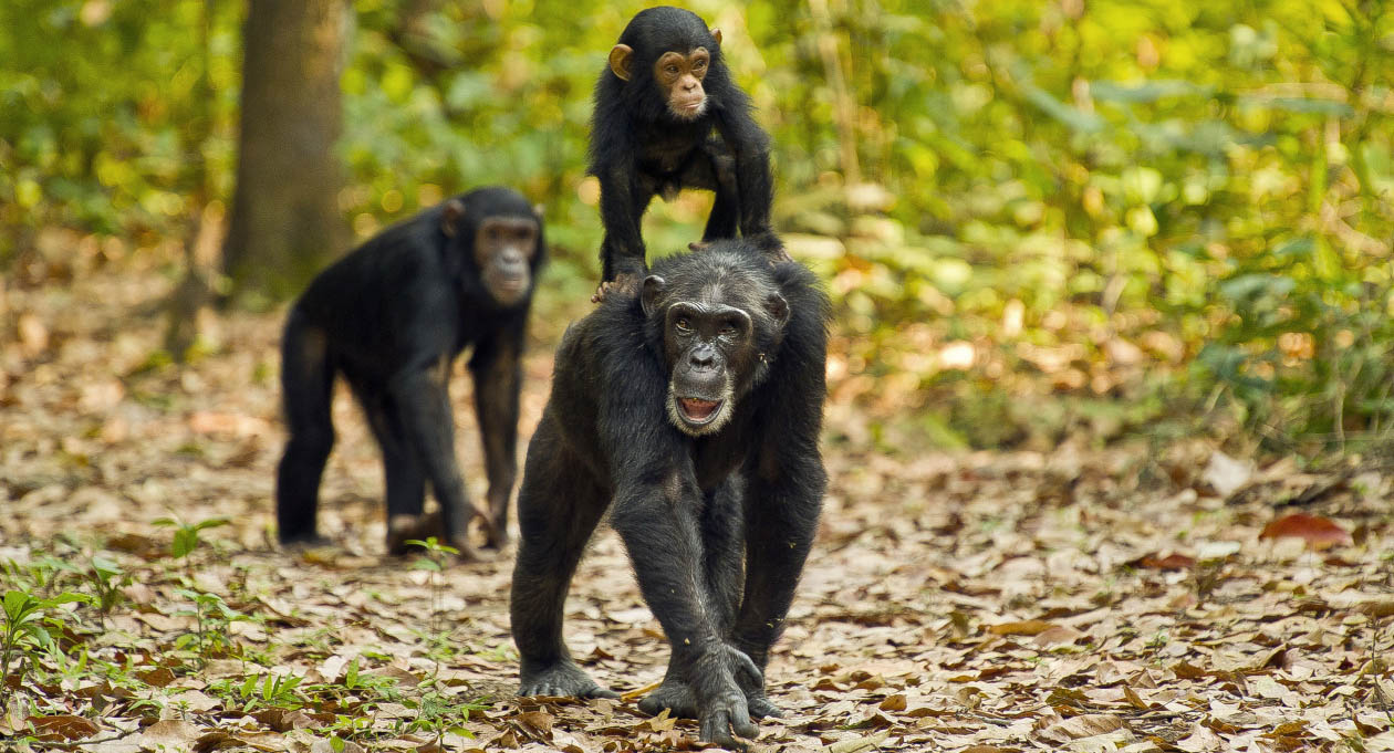 Gombe stream chimpanzee trekking -