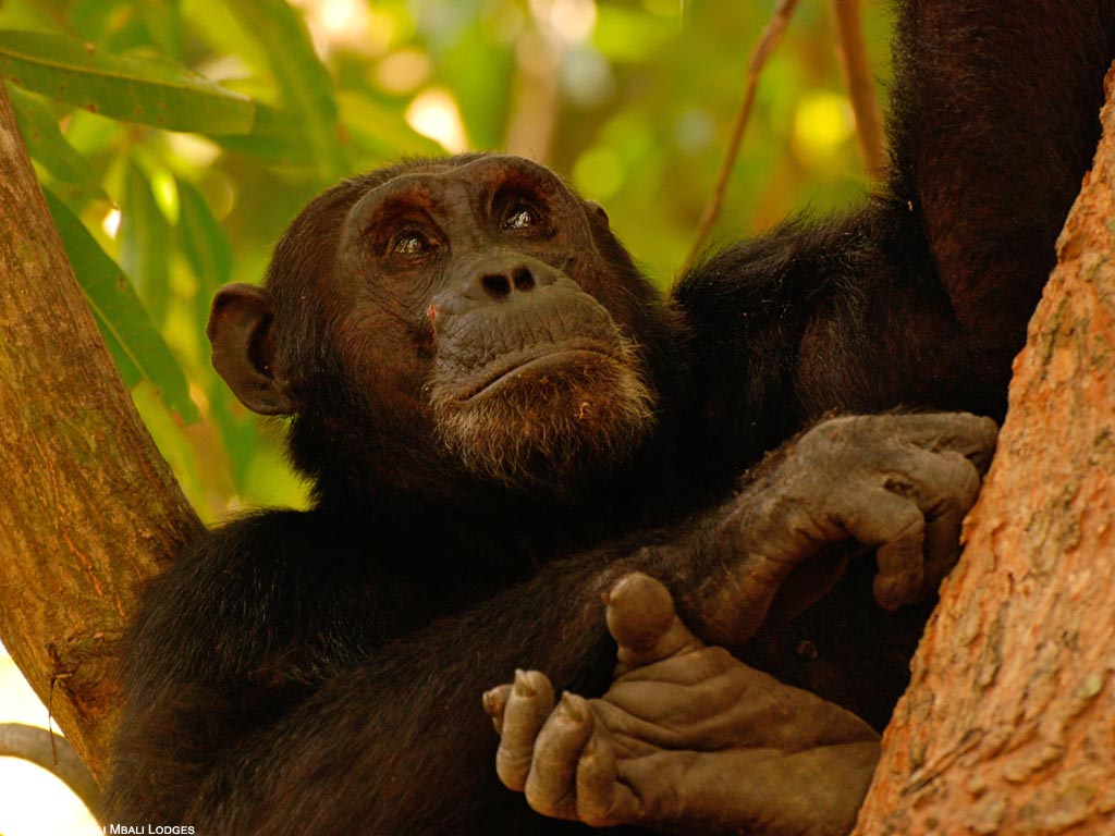 featured GombeChimps7 -