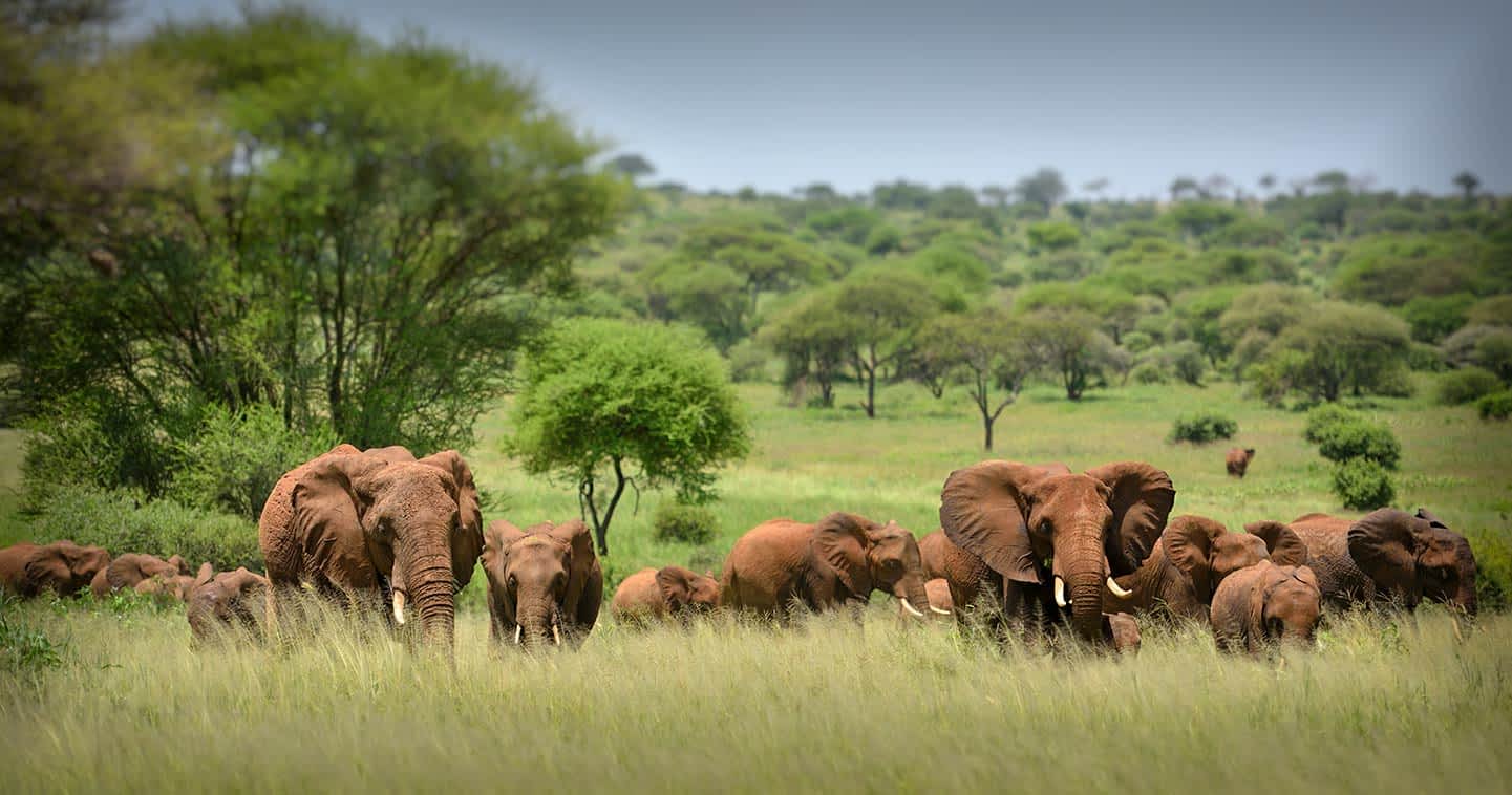 wildlife serengeti national park elephant -