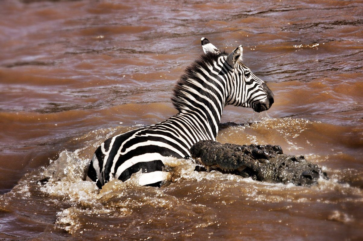 Serengeti Wildebeest Migration Safari -