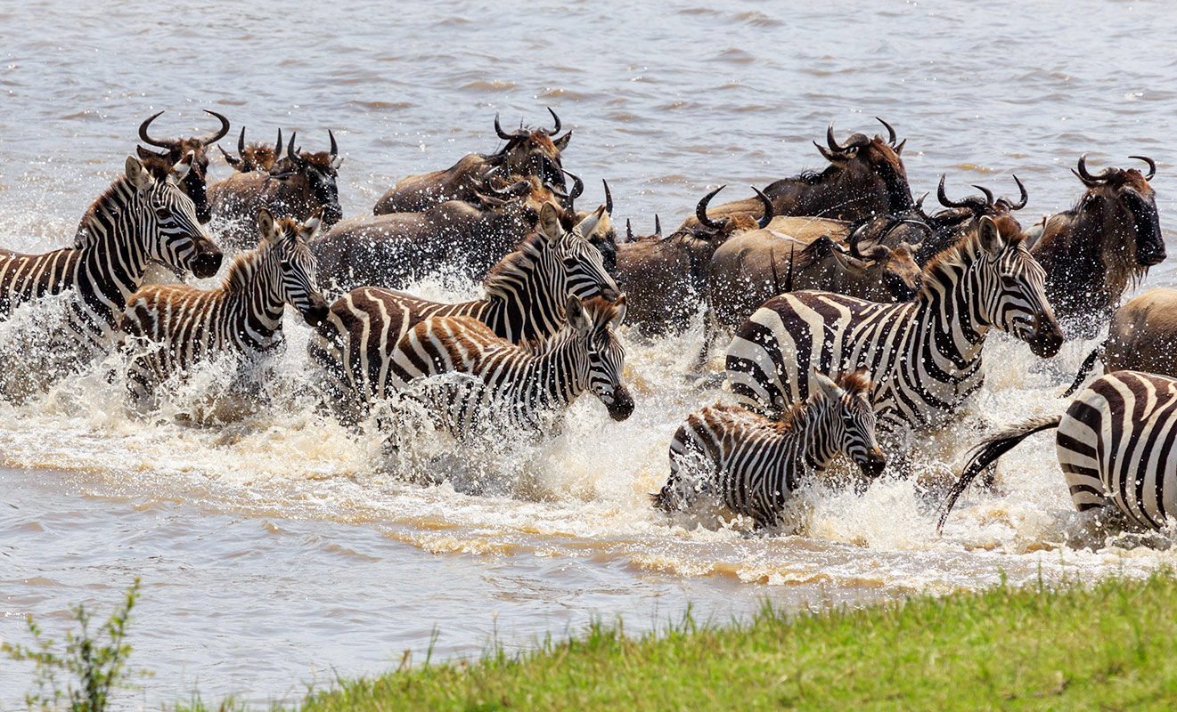 Tanzania Serengeti MigrationRiver1 -