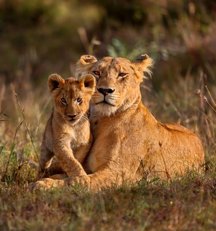 lion mother cub -