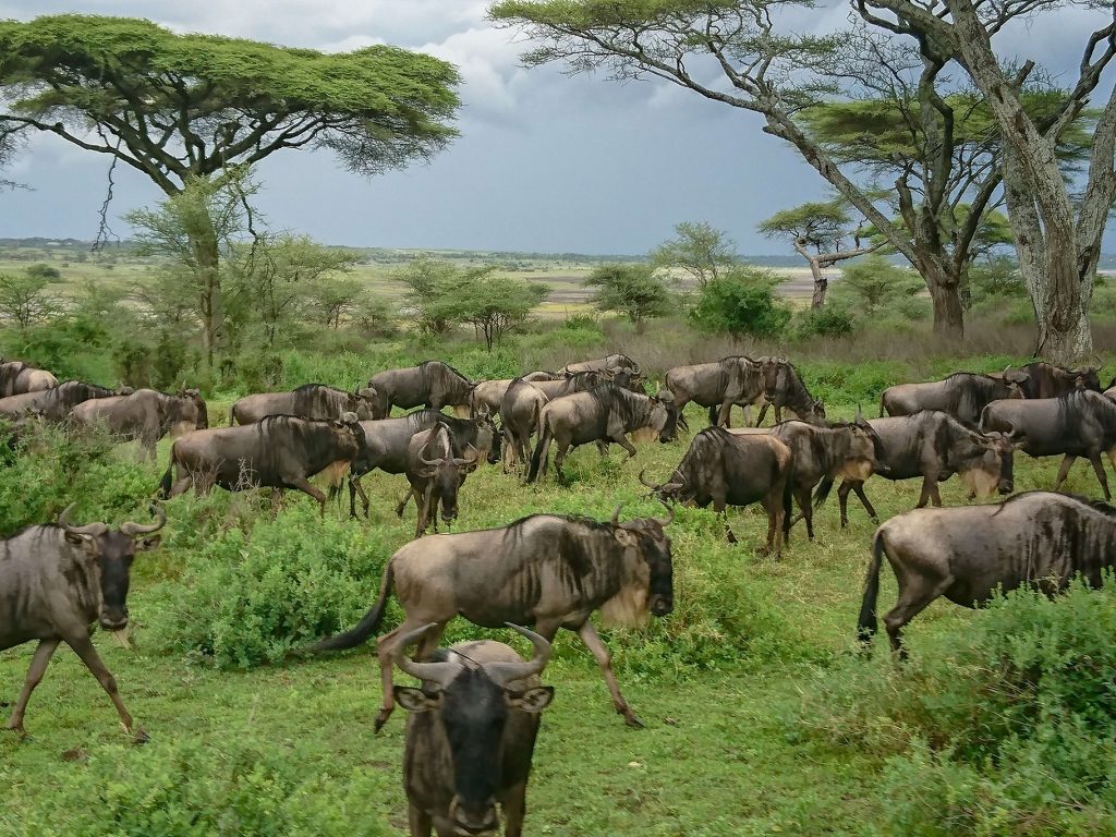 wildebeest ndutu 1024x768 1 -