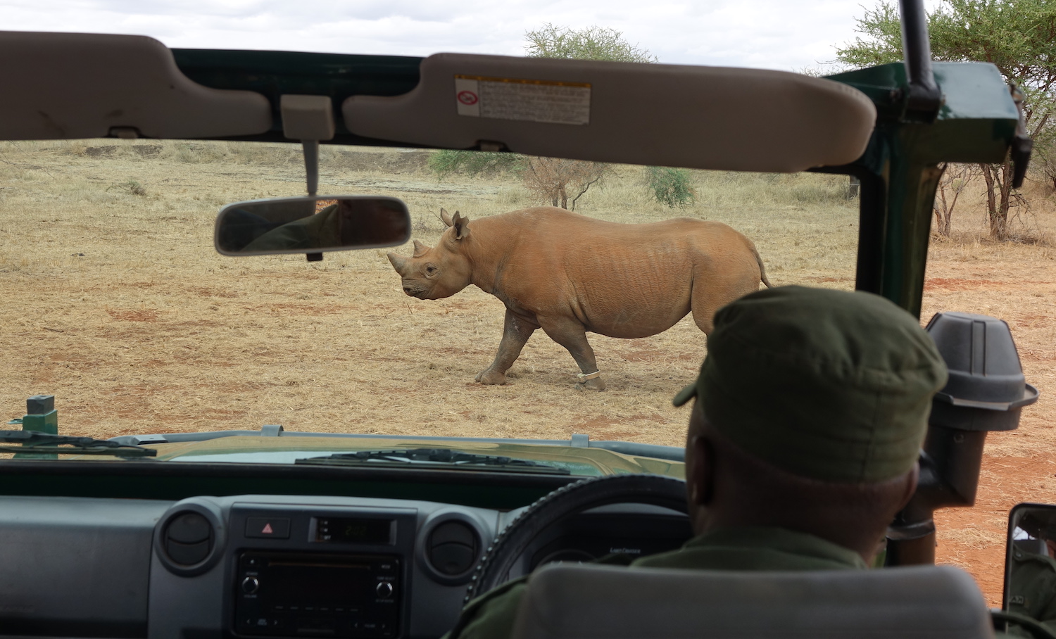 Mkomazi National Park Rhino -