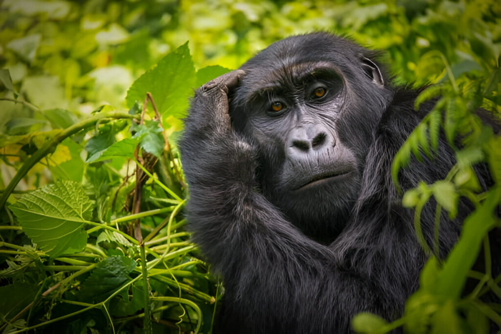 Tanzania Kenya Uganda and Rwanda African Safaris