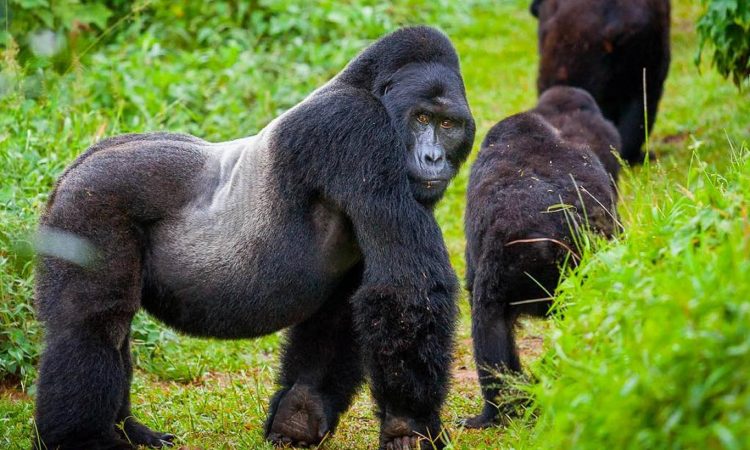 15 Day Uganda luxury with Gorillas Chimpanzees -