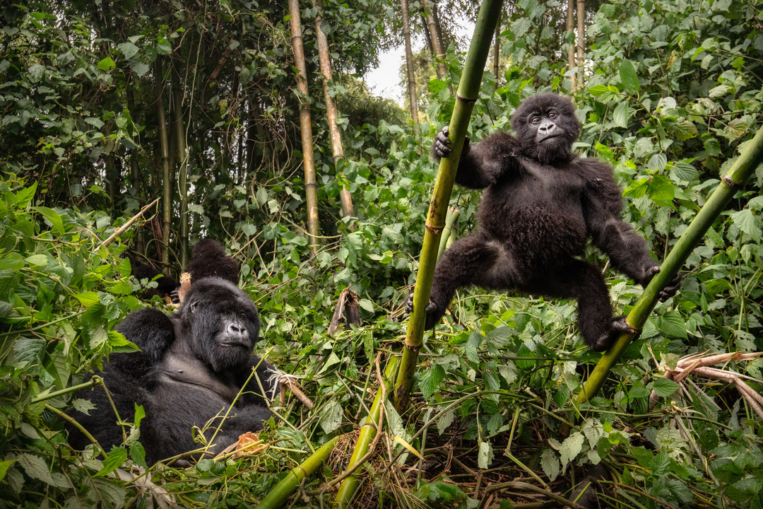 Tanzania safari and Uganda Chimps and Gorilla Trekking