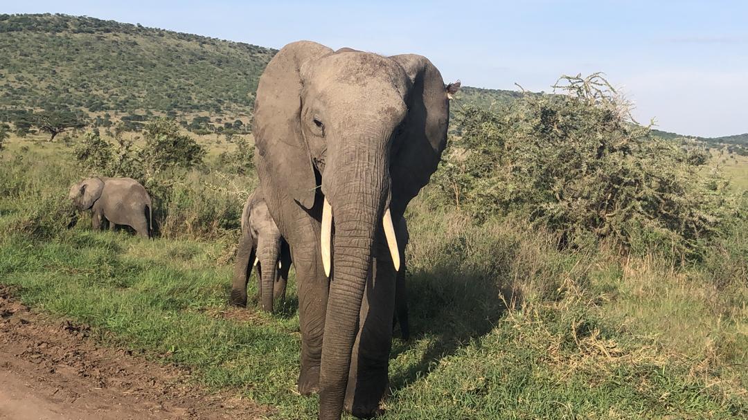 Nature's Update News & Updates - Nature Responsible Safaris